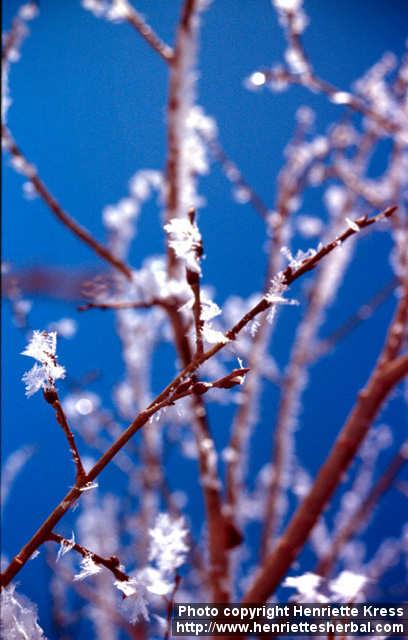 Photo: Salix 10.