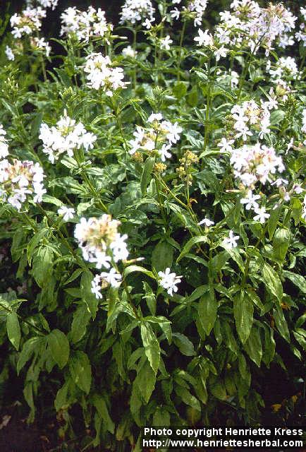 Photo: Saponaria officinalis.