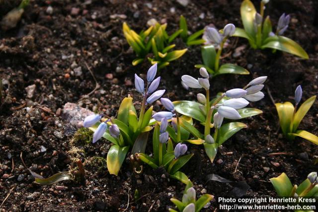 Photo: Scilla mischtschenkoana.