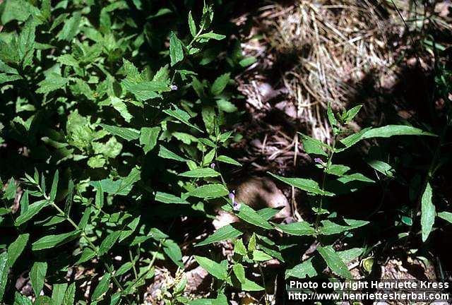 Photo: Scutellaria galericulata 2.