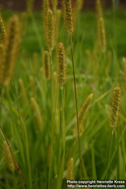 Photo: Setaria pumila.