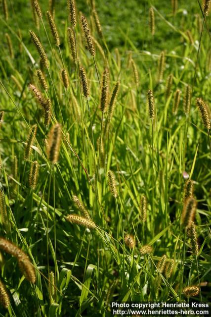 Photo: Setaria pumila 3.