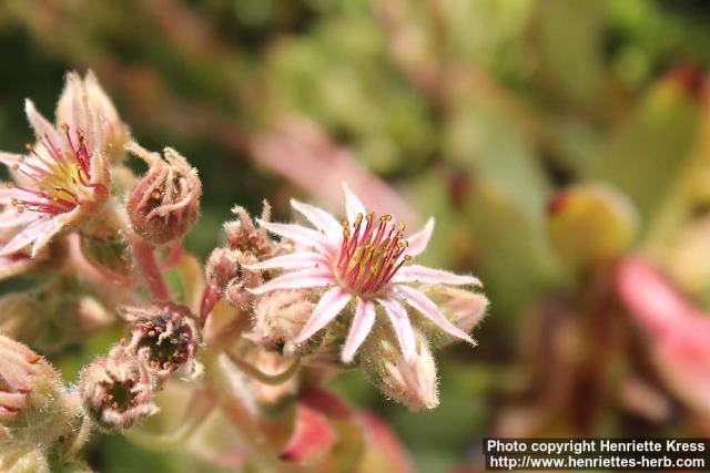 Photo: Sempervivum kindingeri 7.