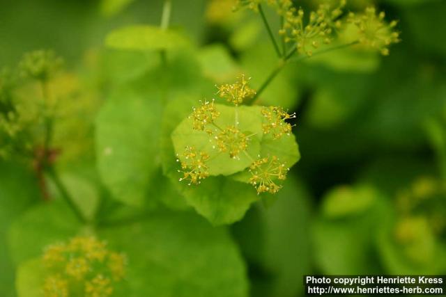 Photo: Smyrnium perfoliatum 2.