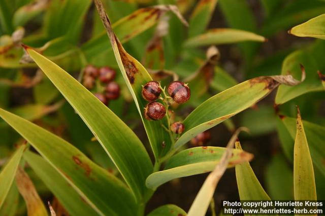 Photo: Smilacina racemosa 9.