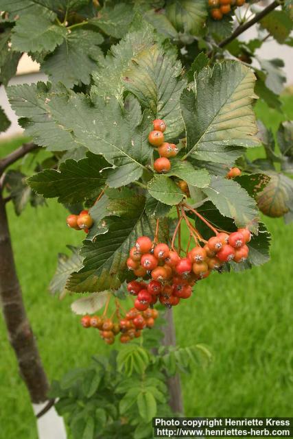 Photo: Sorbus intermedia 2.