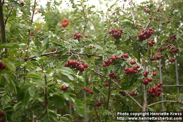 Photo: Sorbus 6.