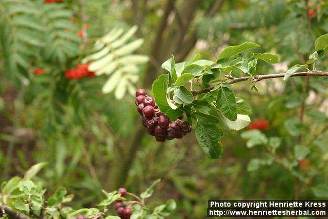 Photo: Sorbus 7.