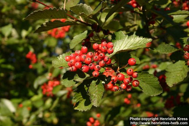 Photo: Sorbus intermedia 17.