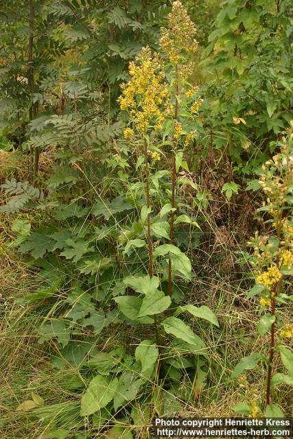 Photo: Solidago virgaurea 11.