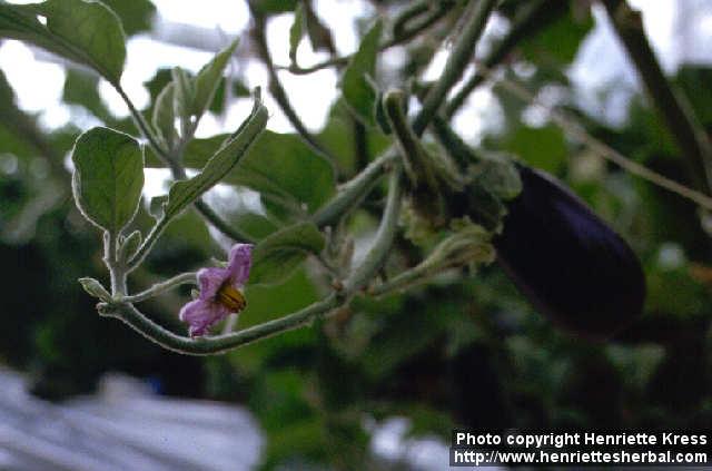 Photo: Solanum melongena 1.