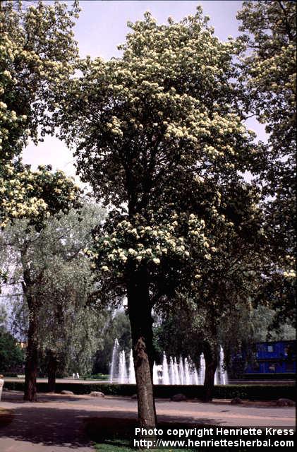 Photo: Sorbus hybrida 1.