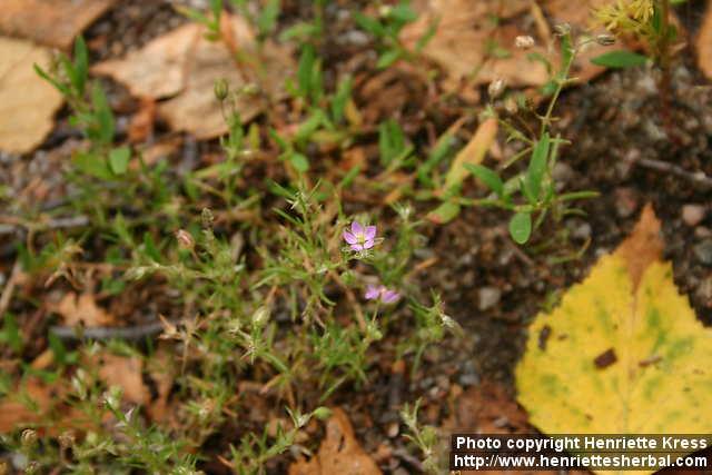 Photo: Spergularia rubra 2.