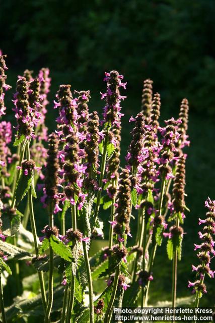 Photo: Stachys officinalis 6.