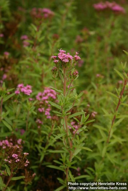 Photo: Stevia eupatoria.