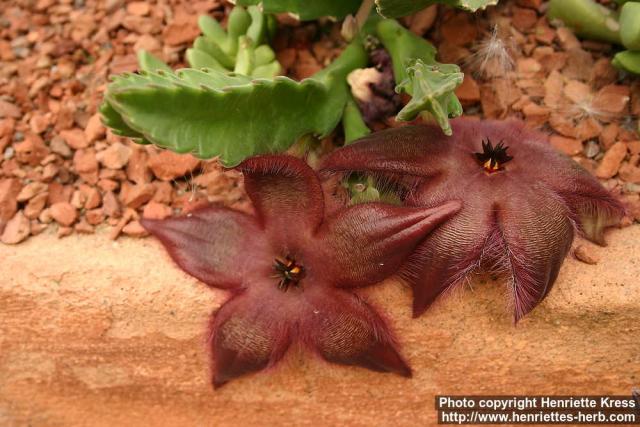 Photo: Stapelia hirsuta 2.