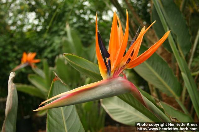 Photo: Strelitzia reginae 08.