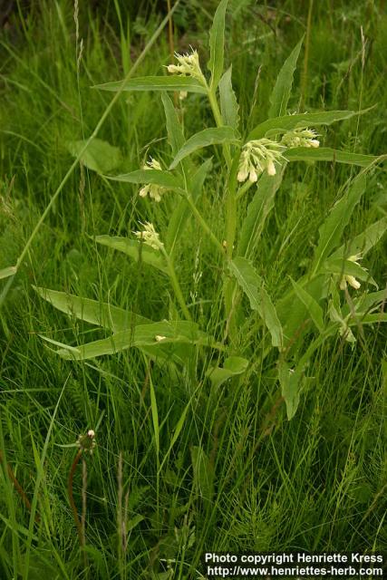 Photo: Symphytum officinale 10.