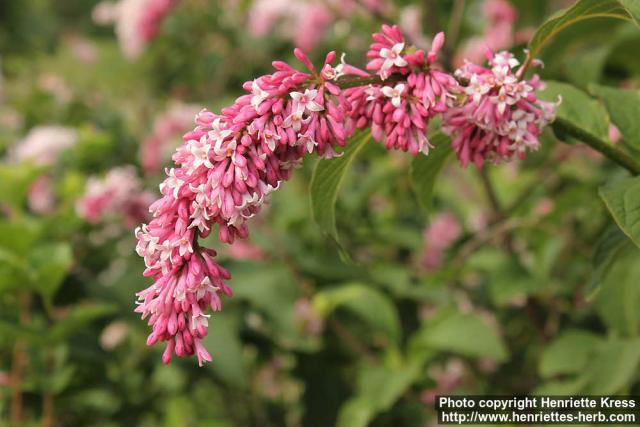 Photo: Syringa x prestoniae 07.