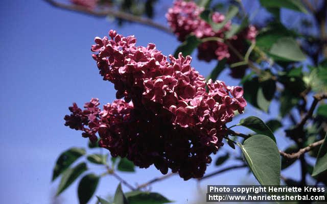 Photo: Syringa vulgaris 2.