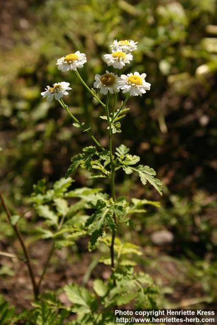 Photo: Tanacetum parthenium 14.