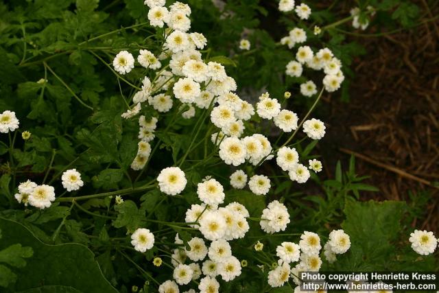 Photo: Tanacetum parthenium 21.