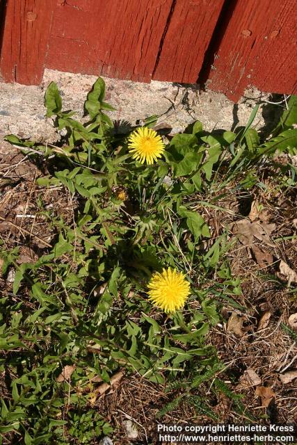 Photo: Taraxacum officinale 24.