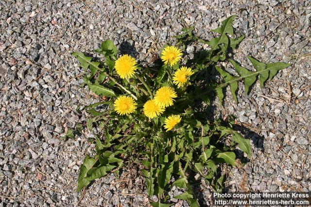 Photo: Taraxacum officinale 25.