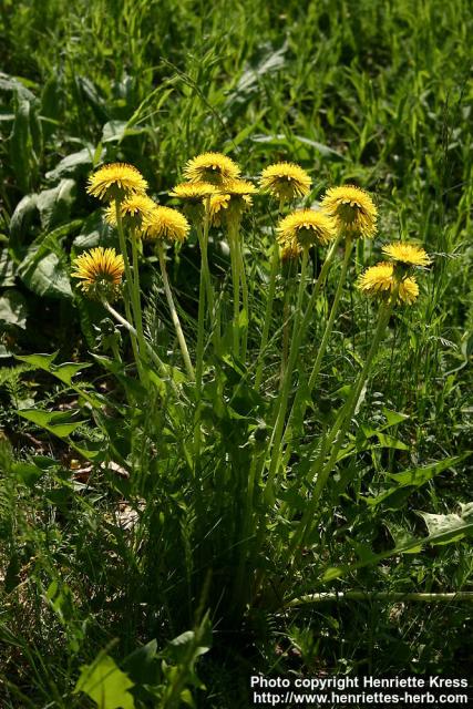 Photo: Taraxacum officinale 35.