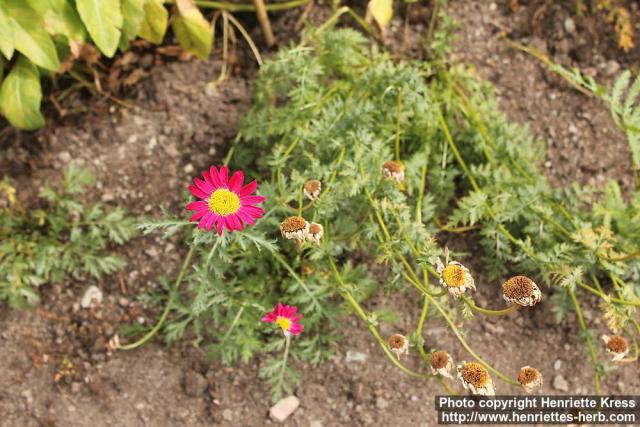 Photo: Tanacetum coccineum 5.