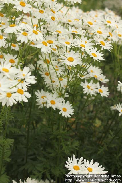 Photo: Tanacetum corymbosum 3.