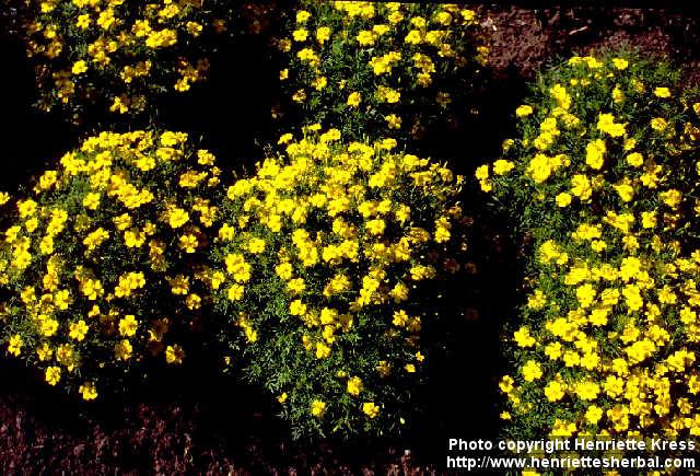 Photo: Tagetes tenuifolia 3.