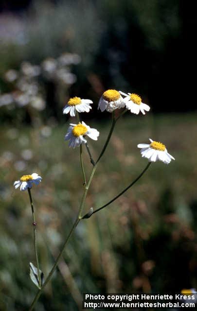 Photo: Tanacetum balsamita 4.