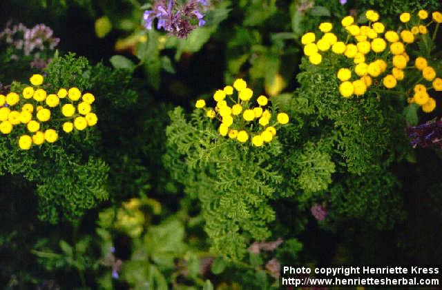 Photo: Tanacetum vulgare 6.