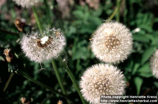 Photo: Taraxacum officinale 9.