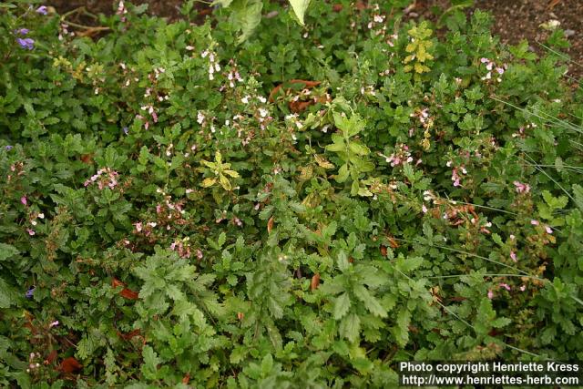 Photo: Teucrium chamaedrys 4.