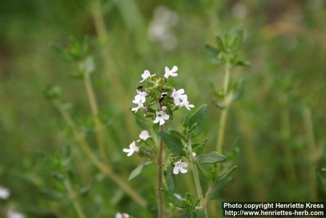 Photo: Thymus vulgaris 7.