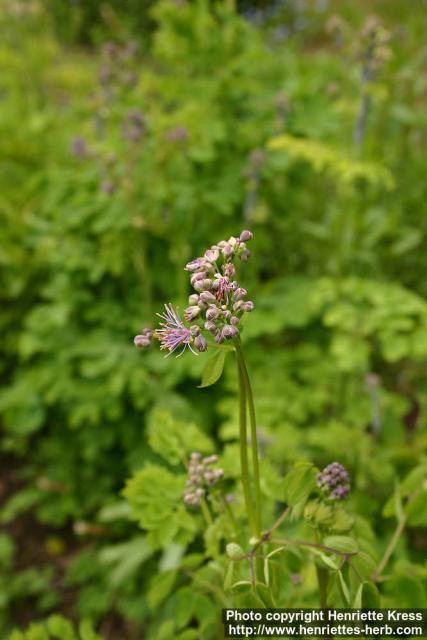 Photo: Thalictrum aquilegifolium.