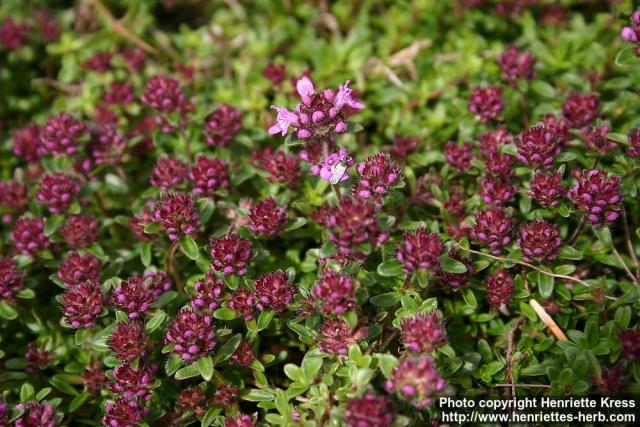 Photo: Thymus serpyllum 11.