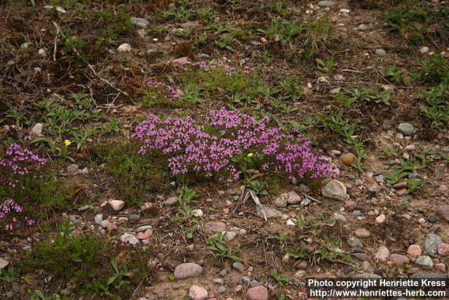 Photo: Thymus serpyllum 18.