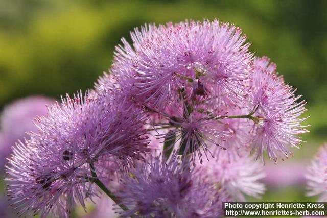 Photo: Thalictrum aquilegifolium 14.