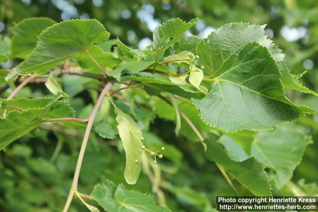 Photo: Tilia x europaea 3.