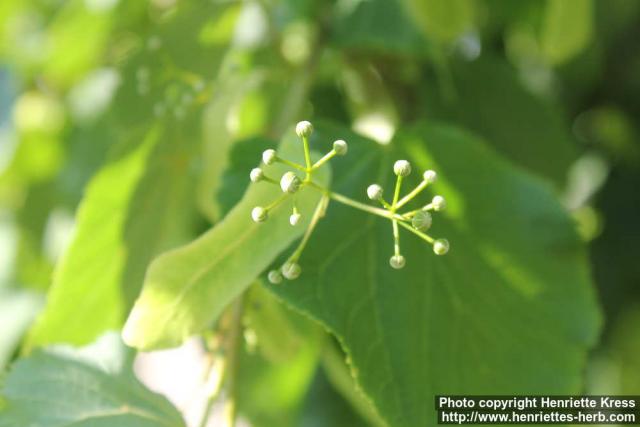 Photo: Tilia x europaea 5.