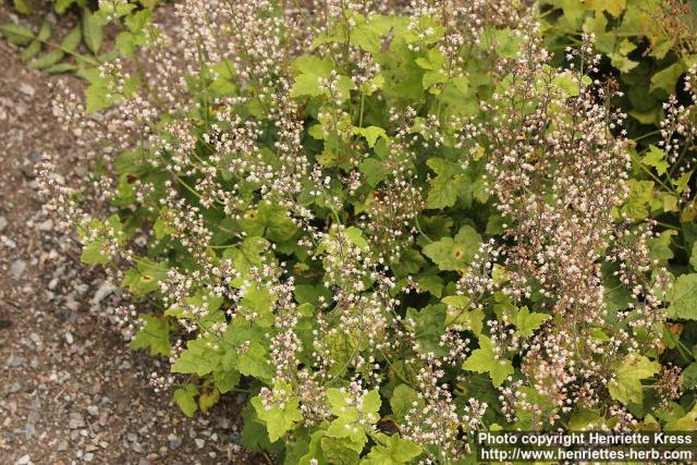 Photo: Tiarella trifoliata 2.