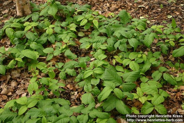 Photo: Toxicodendron radicans 6.