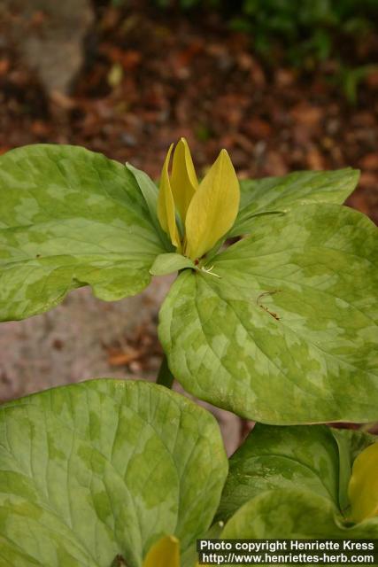 Photo: Trillium luteum 1.