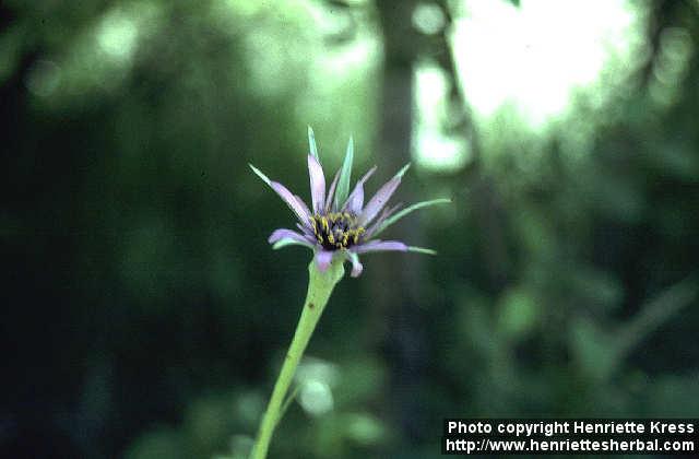 Photo: Tragopogon porrifolius.