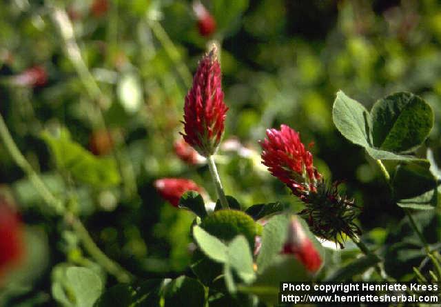 Photo: Trifolium incarnatum 1.