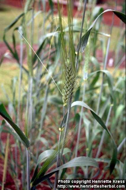 Photo: Triticum durum 2.