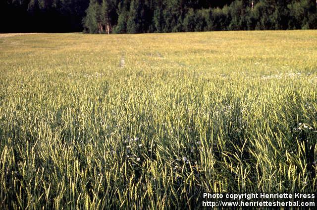 Photo: Triticum spelta.